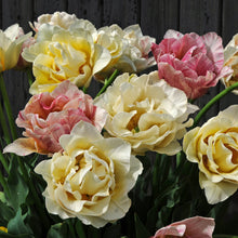 Afbeelding in Gallery-weergave laden, Tulp Dubbele vroege Silk Road®           Mogelijk één der meest romantische tulpen van dit moment.  Prachtig kleurenmengsel van zeer tedere kleuren.  Exclusieve soort
