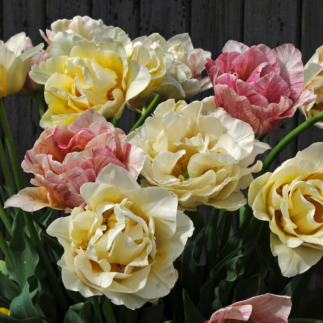 Tulp Dubbele vroege Silk Road®           Mogelijk één der meest romantische tulpen van dit moment.  Prachtig kleurenmengsel van zeer tedere kleuren.  Exclusieve soort