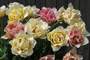 Tulp Dubbele vroege Silk Road® Mogelijk één der meest romantische tulpen van dit moment. Prachtig kleurenmengsel van zeer tedere kleuren. Exclusieve soort