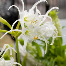 Lade das Bild in den Galerie-Viewer, Ismene Festalis  (Hymenocallis)   bijnaam: spinlelie.   Bestel ze nu eenvoudig online en plant ze dit voorjaar 
