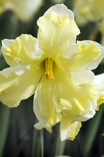 Cassata is een Spleetkronige narcis enbloeit met grote roomgele bloemen met een gespleten gele trompet. 