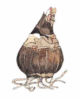 Sprekelia  (Formosissima) Bijnamen oa Goudlelie of Jacobslelie..Ze wordt dan ook wel Azteken-lelie genoemd. Toen ze in de 17e eeuw naar Europa kwam, werd gedacht dat ze een soort lelie was en kreeg ze de naam Jacob-lelie.   Dit is een verwijzing naar de verbinding van de vorm en kleur van de rode bloemen met het rode kruis van de ridderorde van St. Jacob van Calatrava.  