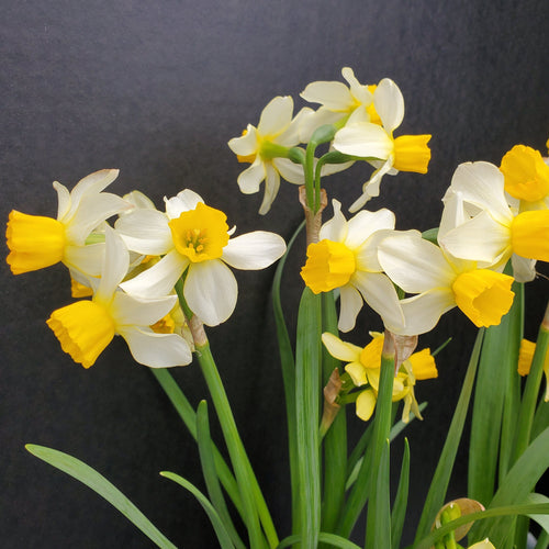 Narcissus Spring Sunshine bloeit zachtgeel met een oranjegele trompet. Het is een opvallende narcis, meestal drie bloemen per steel, meerdere stelen per bol.  Deze narcis is ook bekend onder de naam Eaton Song.