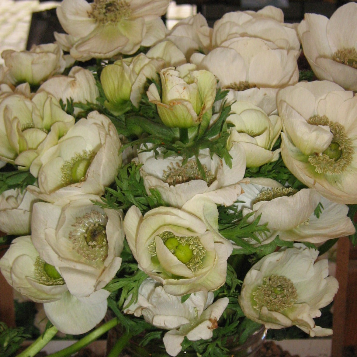 The Bride is een mooie witte Anemoon