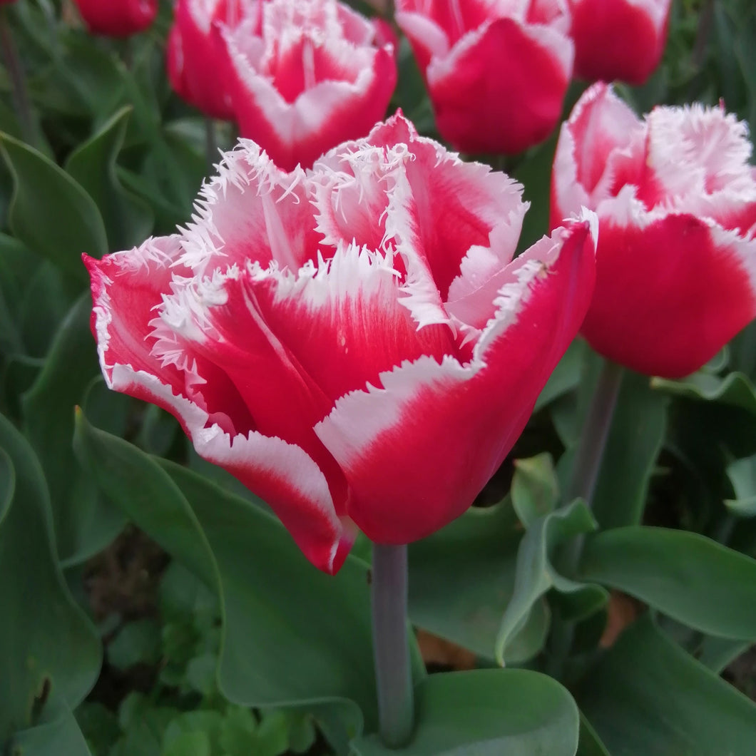 De kleur van de bloem van de Canasta tulpenbol is rood met een witte rand. De rand heeft een karteltje. Relatief korte tulp, dus ook super op pot! 