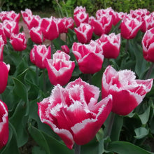 Lade das Bild in den Galerie-Viewer, De kleur van de bloem van de Canasta tulpenbol is rood met een witte rand. De rand heeft een karteltje. Relatief korte tulp, dus ook super op pot! Bestel ze nu makkelijk en snel online!

