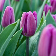 Afbeelding in Gallery-weergave laden, Tulp Triumph Purple Flag.    Mooi paars violet gekleurde tulp.   
