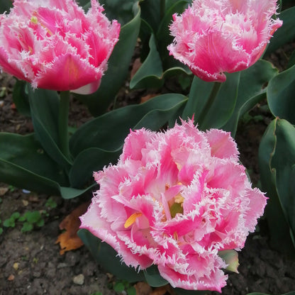 Tulp gefranjerd Queensland Schitterende dubbele roze tulp met een spectaculair gefranjerde witte rand.