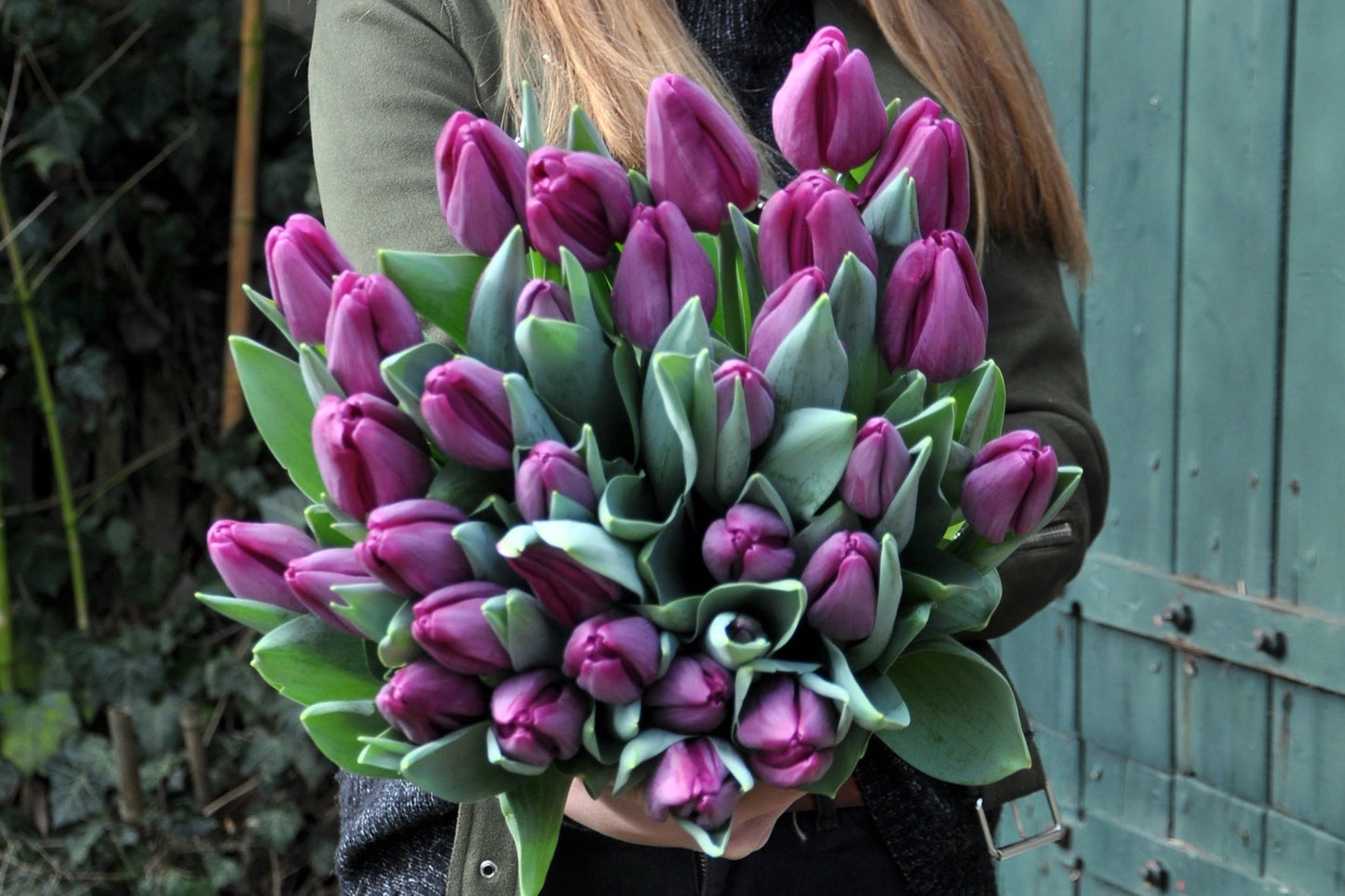 Tulp Triumph  Bullit.   Best een unieke paarse tulp mede door zijn blauwachtig blad.
