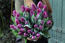 Lade das Bild in den Galerie-Viewer, Tulp Triumph  Bullit.   Best een unieke paarse tulp mede door zijn blauwachtig blad.
