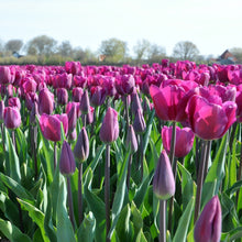Lade das Bild in den Galerie-Viewer, Tulp Bullit
