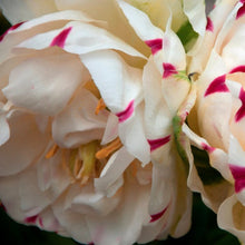 Afbeelding in Gallery-weergave laden, Tulp Danceline, prachtige dubbele tulp.  Bestel ze nu eenvoudig online
