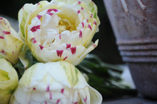 Afbeelding in Gallery-weergave laden, Tulp Danceline is een dubbele laat bloeiende tulp, de bloeitijd is vanaf half april tot mei.  Kijk voor ons hele assortiment tulpen op www.bulbes.net
