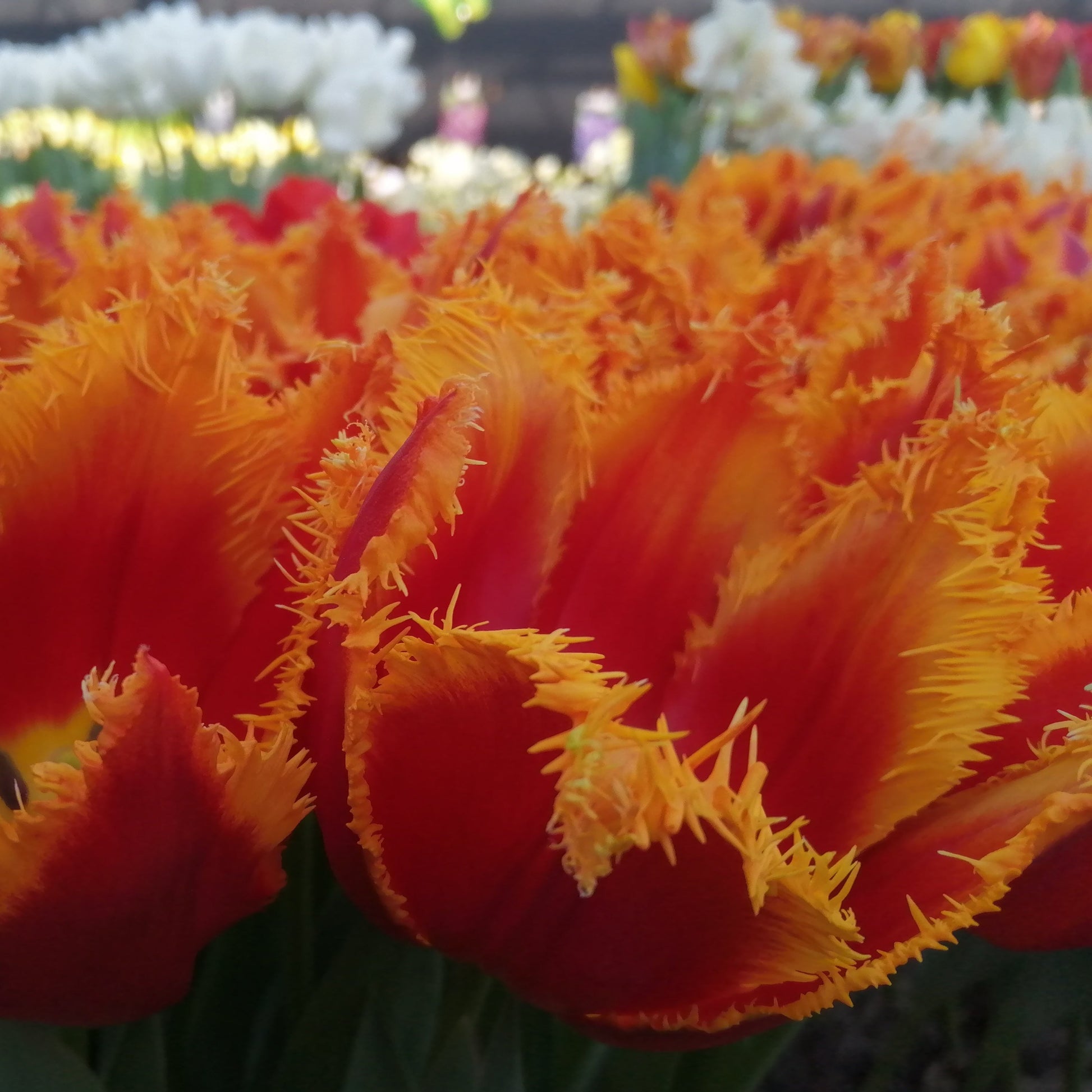 Tulp Fabio (gefranjerde tulp).  Plant deze beauty in het najaar voor een kleurrijke tuin in het voorjaar.n 