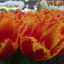 Lade das Bild in den Galerie-Viewer, Tulp Fabio (gefranjerde tulp).  Plant deze beauty in het najaar voor een kleurrijke tuin in het voorjaar.n 
