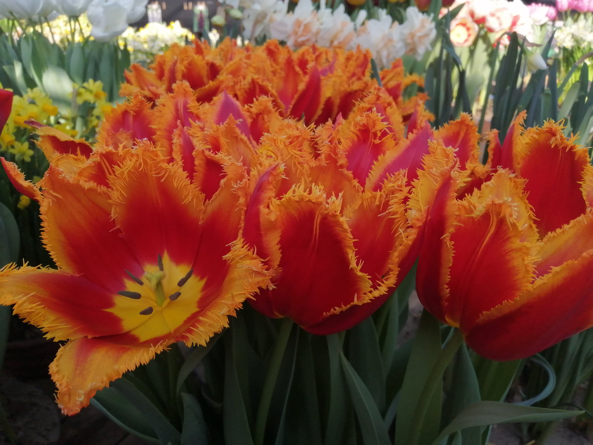 Tulp Fabio, gefranjerde tulp die meteen een glimlach op je gezicht tovert.   Bestel ze nu eenvoudig en snel online