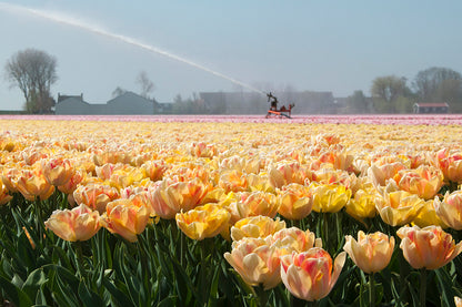 Tulp Foxy Foxtrot.  Dubbele tulpen, ook wel pioentulpen genoemd worden steeds populairder.  En terecht, ze zijn een aanwinst voor elke tuin.  Bestel ze nu online!
