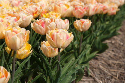 Tulp Foxy Foxtrot.  heerlijke dubbele vroege tulp die nu te koop is in ons assortiment.