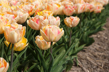 Lade das Bild in den Galerie-Viewer, Tulp Foxy Foxtrot.  heerlijke dubbele vroege tulp die nu te koop is in ons assortiment.
