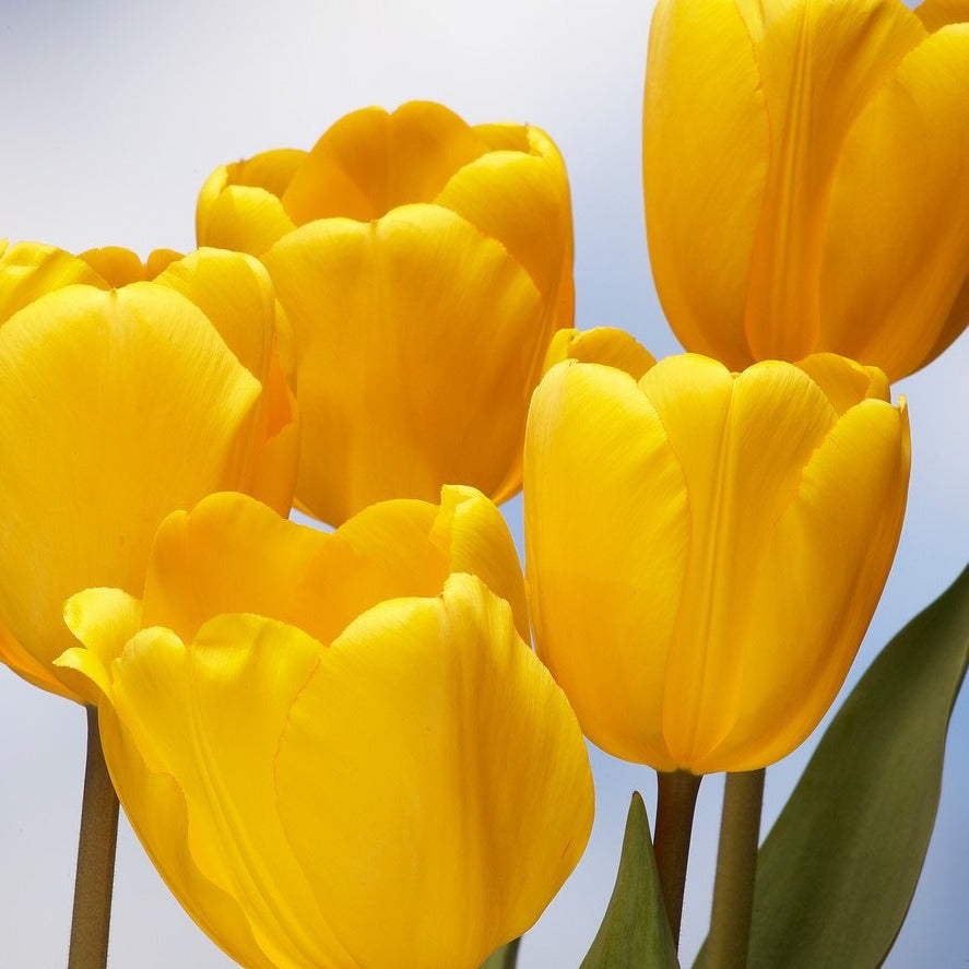 Tulp Darwin Golden Apeldoorn           De oerklassieke Hollandse gele tulp in al zijn pracht en praal.   Het mooiste effect krijgt u als u ze lekker dicht bij elkaar zet.