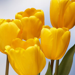 Tulp Darwin Golden Apeldoorn           De oerklassieke Hollandse gele tulp in al zijn pracht en praal.   Het mooiste effect krijgt u als u ze lekker dicht bij elkaar zet.