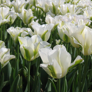 Tulp Viridiflora Spring Green        Deze laatbloeiende tulp is een aanwinst voor iedere tuin en laat zich uitstekend met vroegbloeiende vaste planten combineren!
