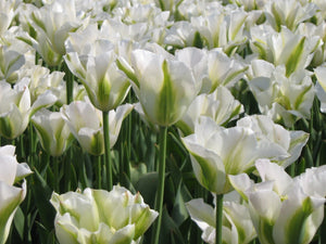 Tulp Viridiflora Spring Green        Deze laatbloeiende tulp is een aanwinst voor iedere tuin en laat zich uitstekend met vroegbloeiende vaste planten combineren!