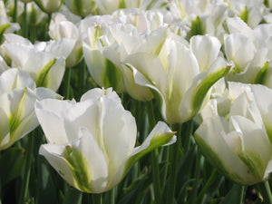 Viridiflora tulp Spring Green