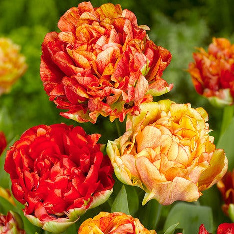 Deze warme  pioentulp speelt met zijn kleurenpallet gedurende de bloei. Het lijkt wel een grote mix met zomerse gele, oranje en rode kleuren die je meteen vrolijk maken.  