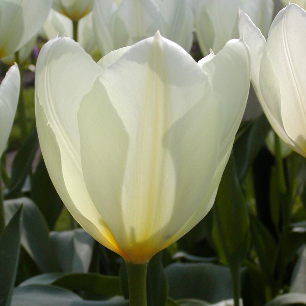 Fosteriana tulpen zijn vroeg bloeiende,  met grote bloemen.  Purissima is een echte klassieker, ook wel White Emperor genoemd. Zeer sterke bol die jaren kan blijven staan.
