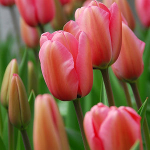 Tulp Darwin Pink impression        Mooie roze tinten met een abrikozen gloed.  Zoals de rest van zijn familieleden zijn dit zeer sterke tulpen die makkelijk te kweken zijn in de tuin of op pot en die jarenlang terugkomen.