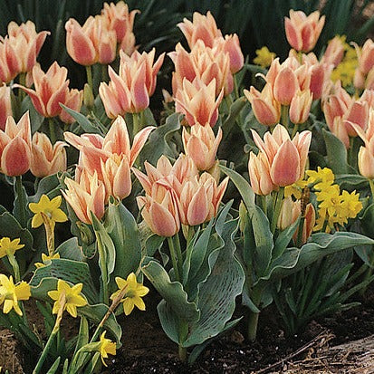 Tulp Quebec.   Zeer speciale soort Greigii tulp met meerdere stengels per bloem (het is dan ook een mutant van Toronto).  Vanaf nu beschikbaar in ons assortiment