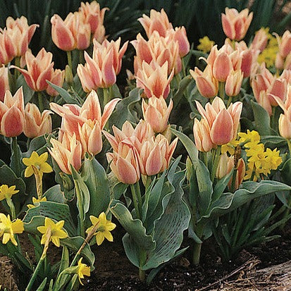 Tulp Quebec.   Zeer speciale soort Greigii tulp met meerdere stengels per bloem (het is dan ook een mutant van Toronto).  Mooi tweekleurige bloemen in roze-crème et zelfs wat geel erin.