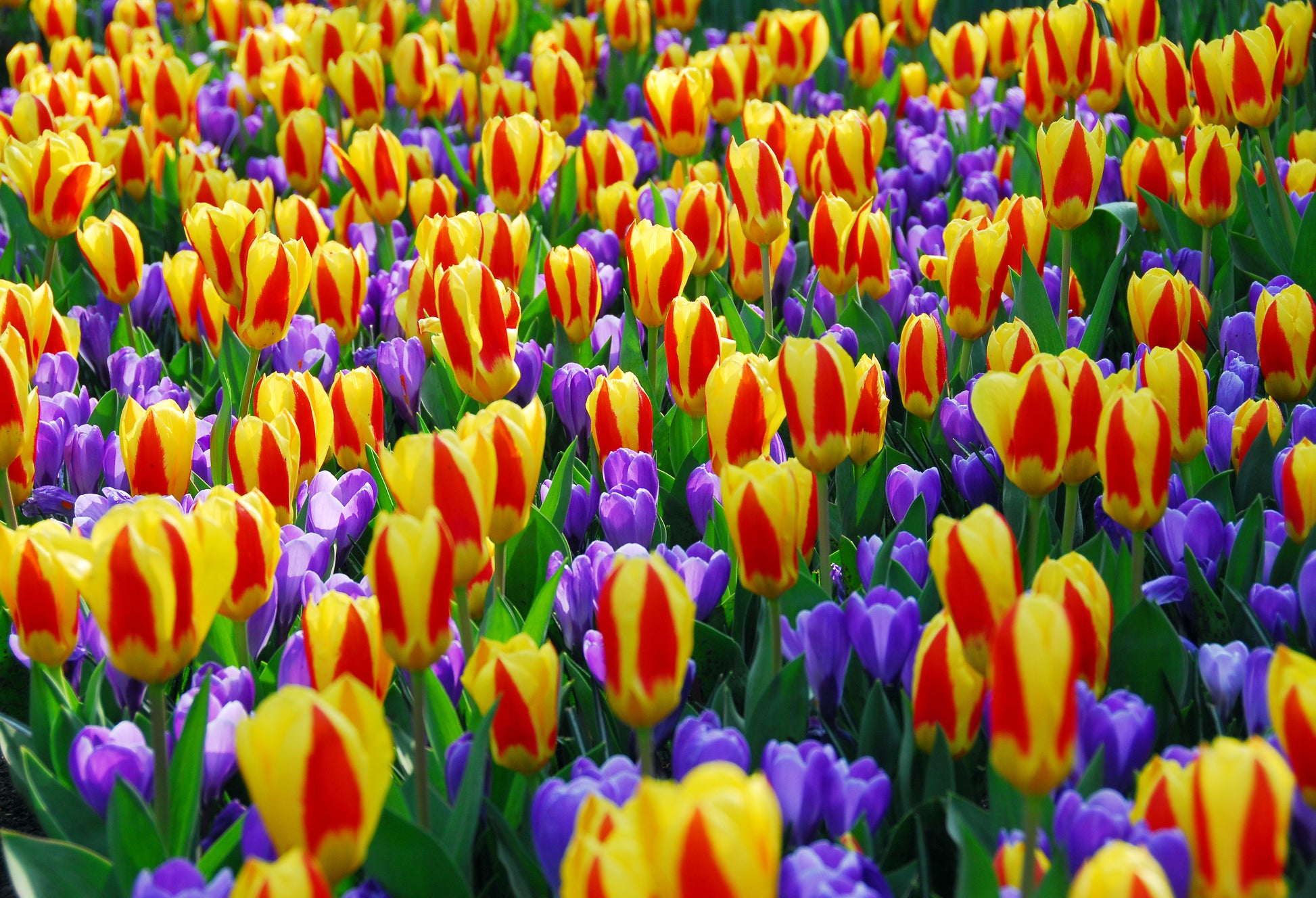 De variëteit Stresa heeft een kleurrijke mix van geel met rood, opvallend frisse kleuren