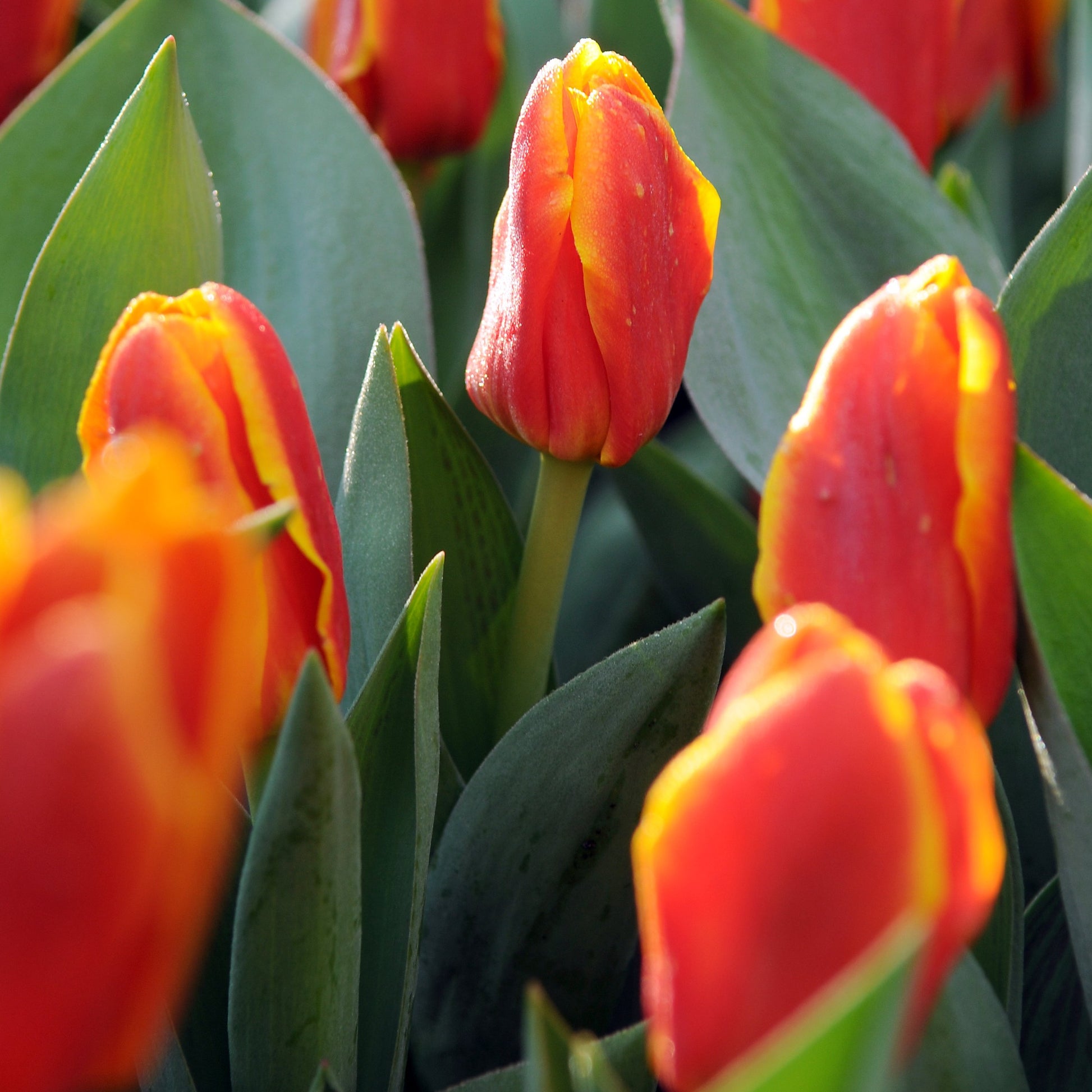 De variëteit Stresa heeft een kleurrijke mix van geel met rood, opvallend frisse kleuren