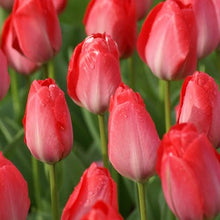 Charger l&#39;image dans la galerie, Tulipa Van Eijk stamt uit 1995 en  behoort tot de groep van Darwin-hybridetulpen en wordt ongeveer 50 cm hoog. De bloem verenigt in zich een mengeling van kleuren: van gelig groen tot roze en rood waardoor dit een aantrekkelijke, veelzijdige verschijning wordt. 
