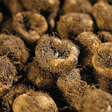 Charger l'image dans la galerie, Begonia knollen
