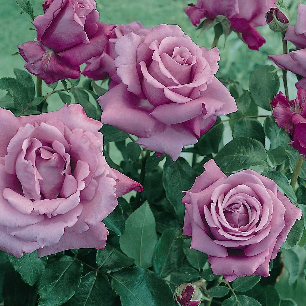 Rosa Waltz Time.  Bestel je rozen nu makkelijk online.     