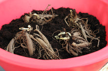 Load image into Gallery viewer, Plant dit voorjaar Dahliaknollen voor een mooie kleurrijke tuin of terras in de zomer!  Wij proberen steeds de grootste maat en beste kwaliteit aan te bieden voor het mooiste resultaat.
