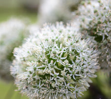 Lade das Bild in den Galerie-Viewer, Allium White Giant
