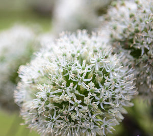 Allium White Giant