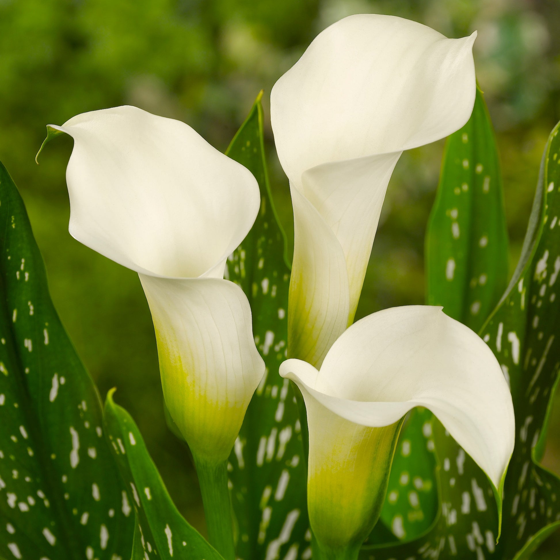 Zantedeschia (Calla) Albomaculata  