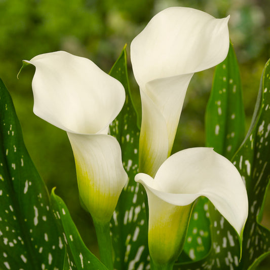 Zantedeschia (Calla) Albomaculata  