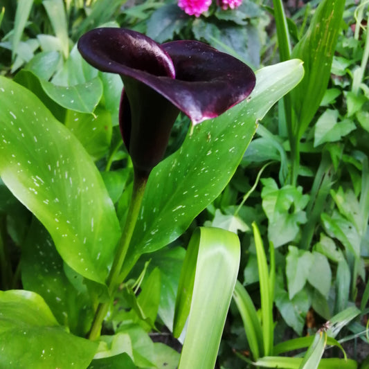 Zantedeschia (Calla) Schwarzwalder      
