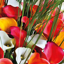 Afbeelding in Gallery-weergave laden, Wanneer je zomerbloembollen kopen?   Bestel ze nu eenvoudig online en plant ze dit voorjaar voor een mooie kleurrijke tuin of terras in de zomer! 
