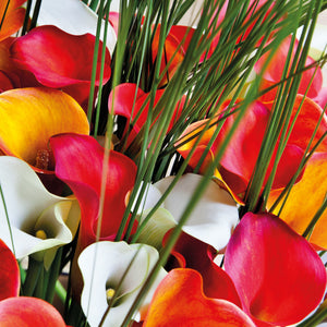 Wanneer je zomerbloembollen kopen?   Bestel ze nu eenvoudig online en plant ze dit voorjaar voor een mooie kleurrijke tuin of terras in de zomer! 