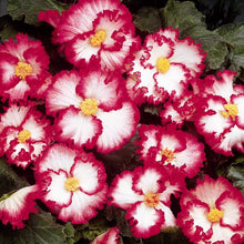 Afbeelding in Gallery-weergave laden, Begonia Crispa Marginata  
