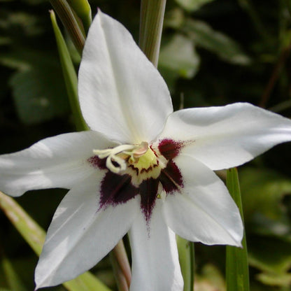 Acidanthera kopen doe je voordelig bij Alkemade LTJ.  Heerlijk geurende bloemen