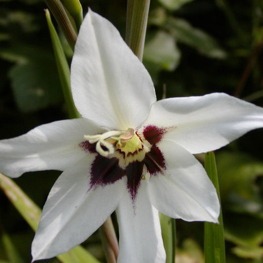 Acidanthera kopen doe je voordelig bij Alkemade LTJ.  Heerlijk geurende bloemen
