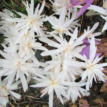 Lade das Bild in den Galerie-Viewer, Colchicum Autumnale Alboplenum   (Herfsttijloos).   Vrij zeldzame soort van Colchicum met mooie witte dubbele bloemen.
